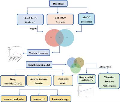 Machine learning-based prognostic modeling of lysosome-related genes for predicting prognosis and immune status of patients with hepatocellular carcinoma